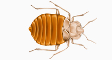 bedbug