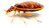 bedbug